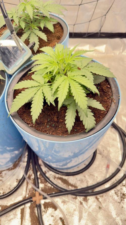 Tropical Popesicle. Week 3 - Day 21
Plant 2