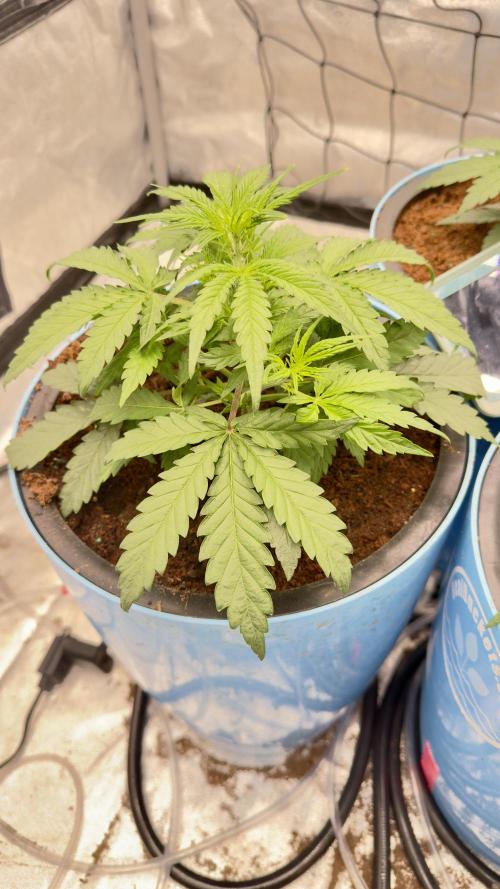 Tropical Popesicle. Week 3 - Day 21
Plant 1