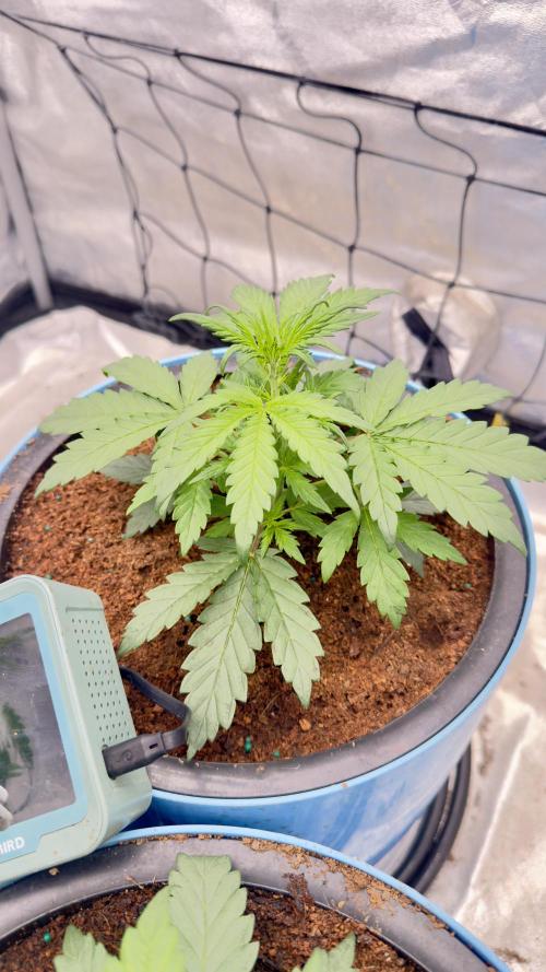 Tropical Popesicle. Week 3 - Day 21
Plant 3
