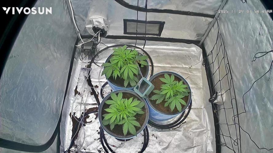 Tropical Popesicle. Week 3 - Day 21
GrowCam