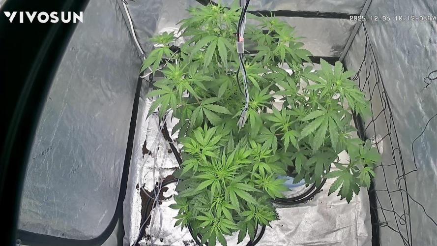 Tropical Popesicle. Week 4 - Day 28
Growcam