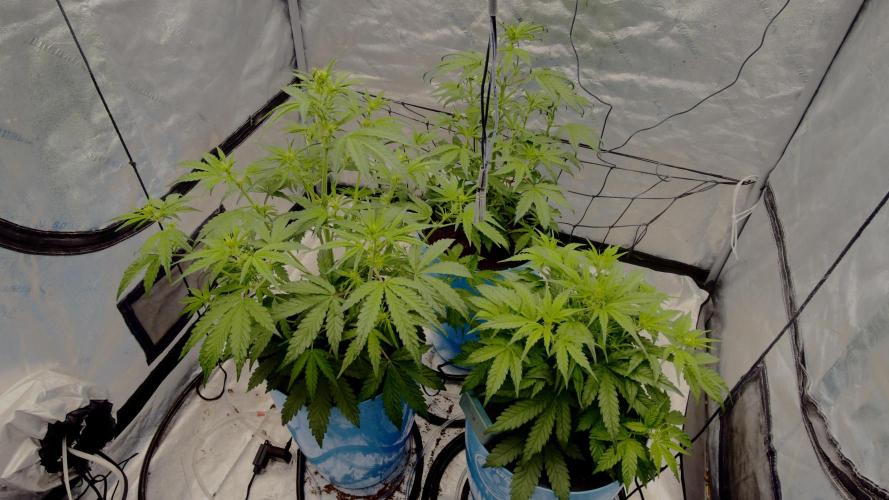 Tropical Popesicle. Week 4 - Day 28
Tent