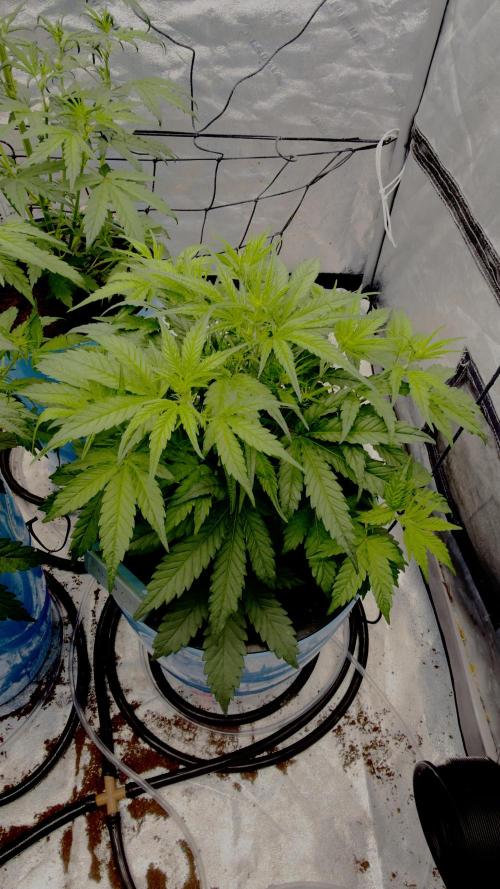 Tropical Popesicle. Week 4 - Day 28
Plant 1 