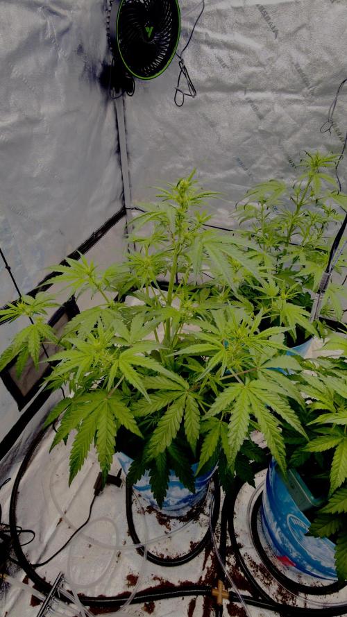 Tropical Popesicle. Week 4 - Day 28
Plant 2