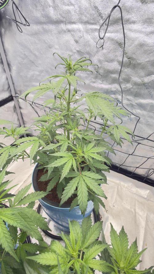 Tropical Popesicle. Week 4 - Day 28
Plant 3