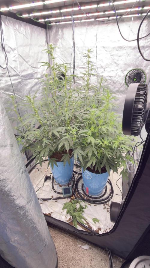 Tropical Popesicle. Week 5 - Day 35
Tent