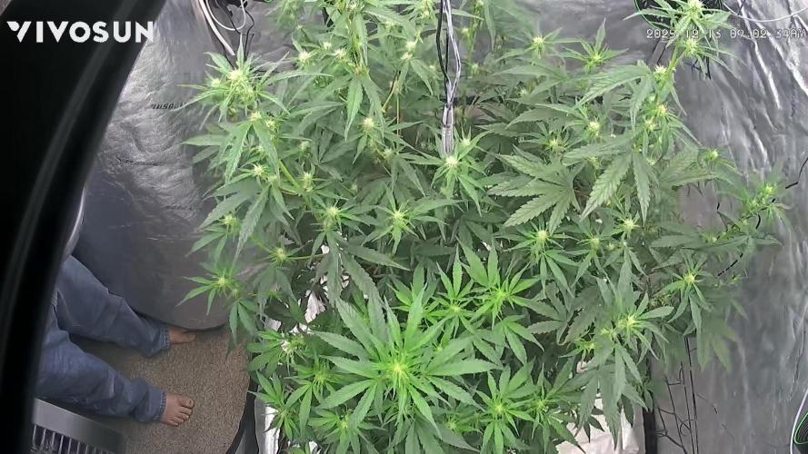 Tropical Popesicle. Week 5 - Day 35
Growcam