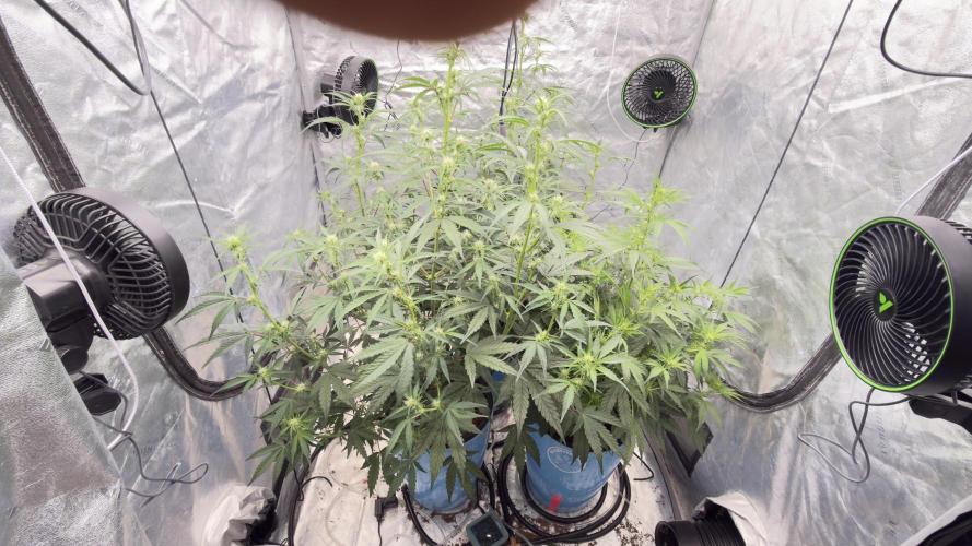 Tropical Popesicle. Week 5 - Day 35
Tent