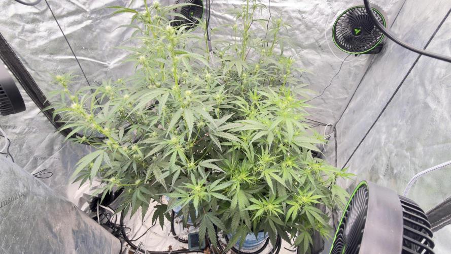 Tropical Popesicle. Week 5 - Day 35
Tent