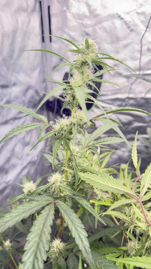 Tropical Popesicle. Week 6 - Day 42