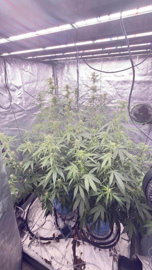 Tropical Popesicle. Week 6 - Day 42
Tent