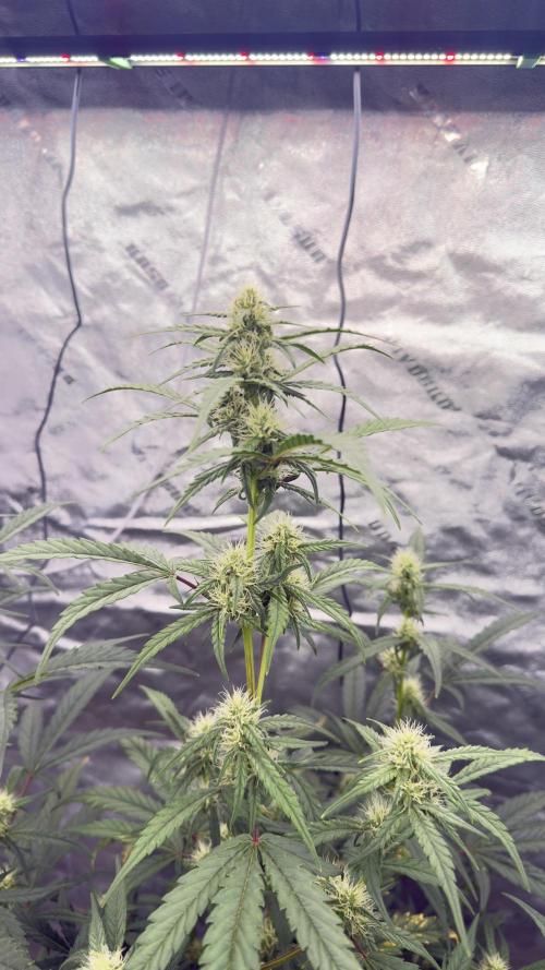 Tropical Popesicle. Week 6 - Day 42