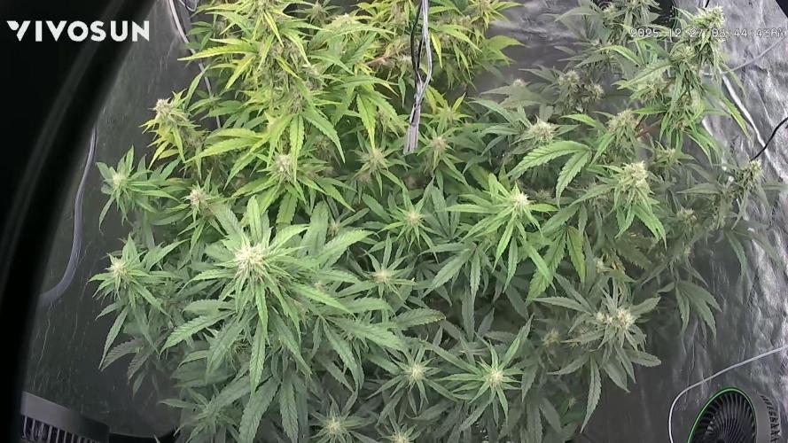 Tropical Popesicle. Week 7 - Day 49
Growcam