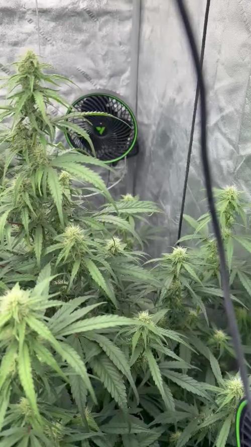 Tropical Popesicle