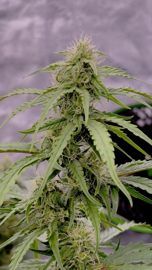 Tropical Popesicle. Week 7 - Day 49