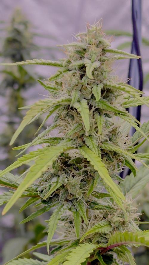 Tropical Popesicle. Week 7 - Day 49