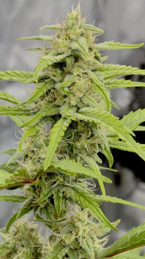 Tropical Popesicle. Week 7 - Day 49