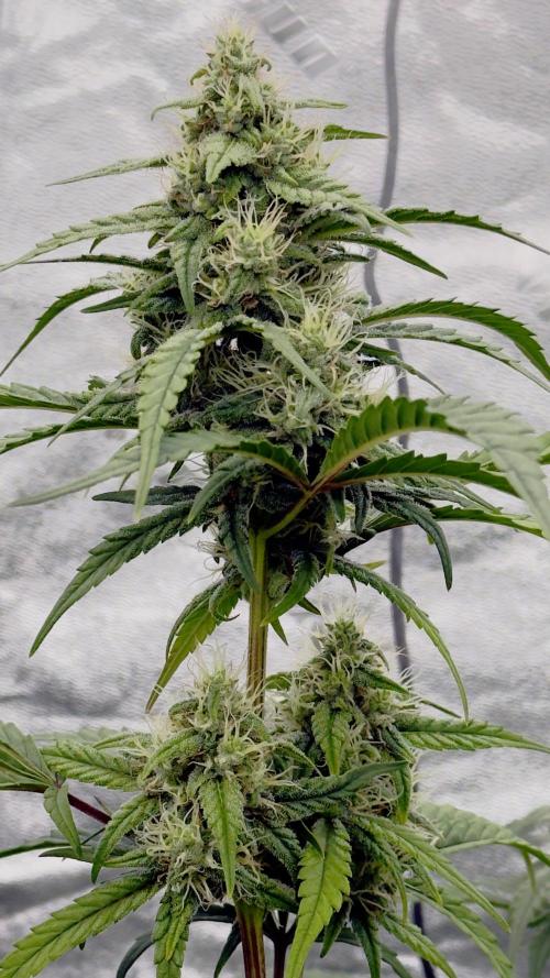 Tropical Popesicle. Week 7 - Day 49