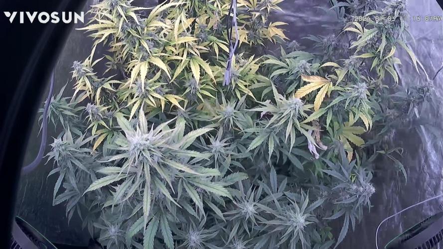 Tropical Popesicle. Week 8 - Day 56
Grow cam