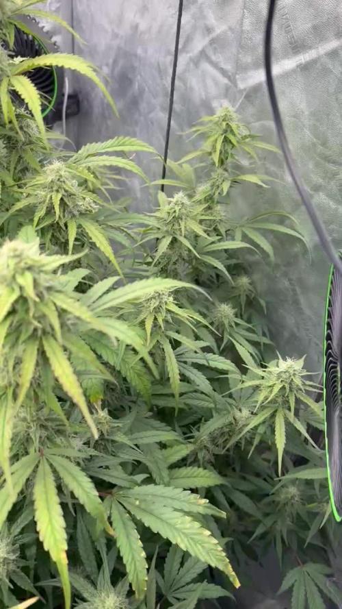 Tropical Popesicle