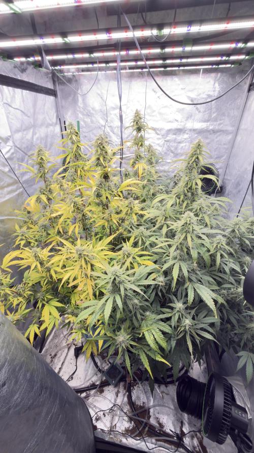 Tropical Popesicle. Week 8 - Day 56
Tent