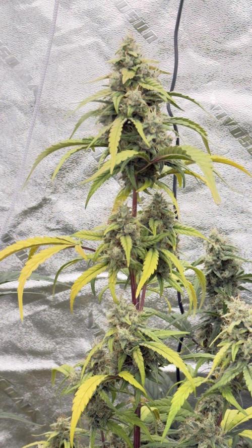 Tropical Popesicle. Week 8 - Day 56