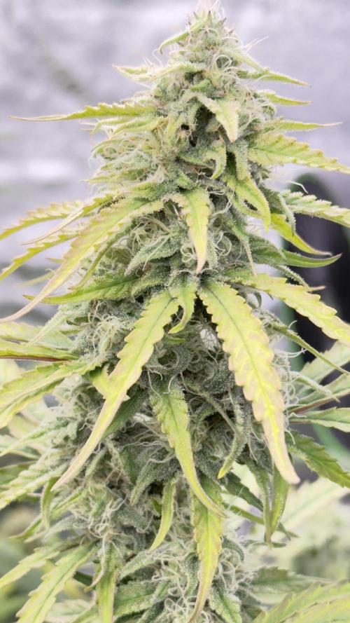 Tropical Popesicle. Week 8 - Day 56