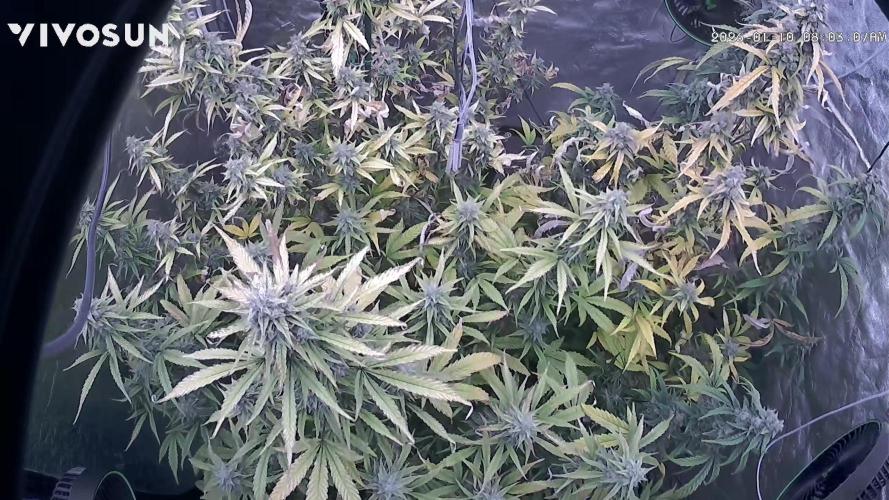 Tropical Popesicle. Week 9 - Day 63