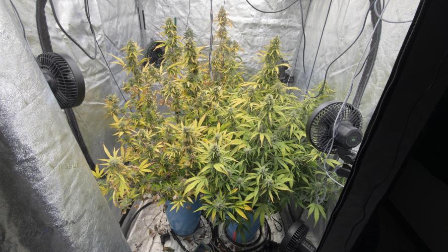 Tropical Popesicle. Week 9 - Day 63