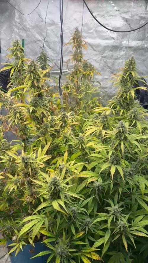 Tropical Popesicle