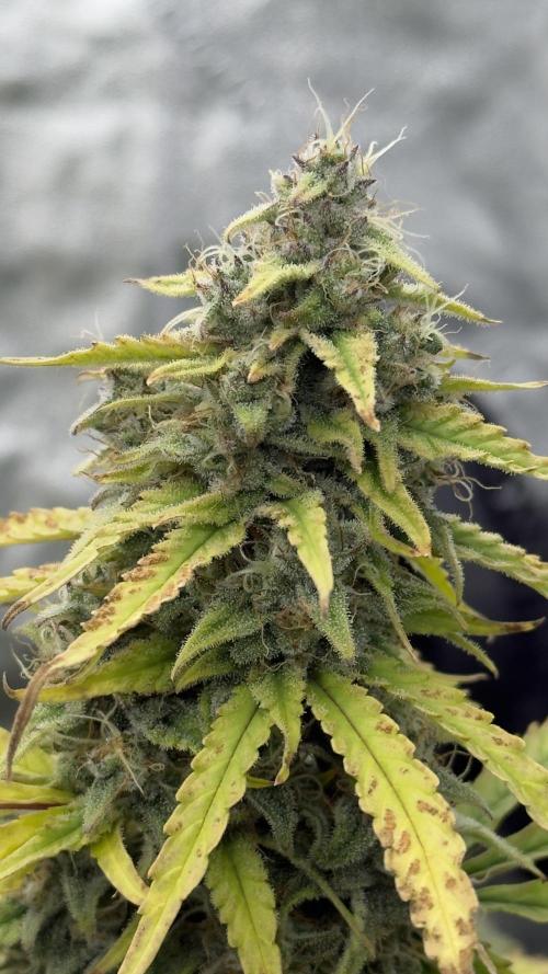 Tropical Popesicle. Week 9 - Day 63