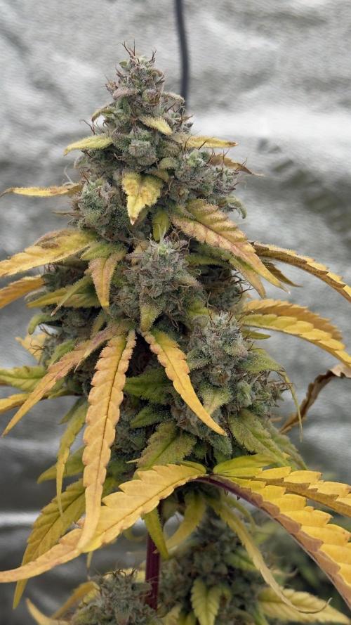 Tropical Popesicle. Week 9 - Day 63