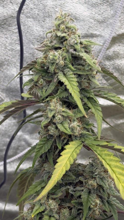 Tropical Popesicle. Week 9 - Day 63