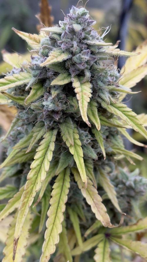 Tropical Popesicle. Week 9 - Day 63