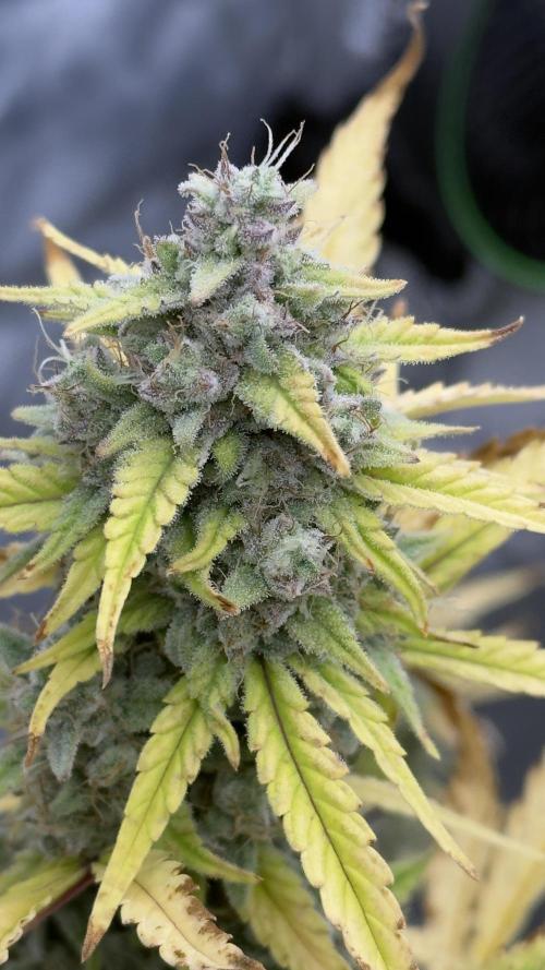 Tropical Popesicle. Week 9 - Day 63