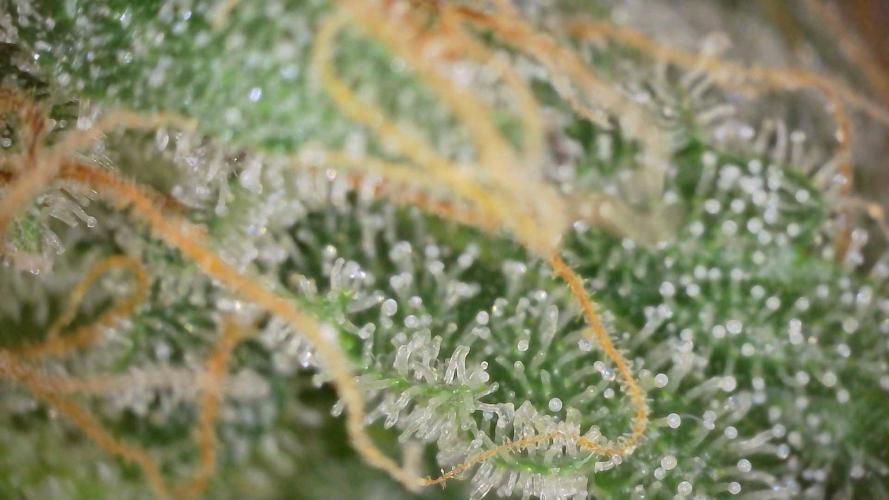 Tropical Popesicle. Week 9 - Day 63