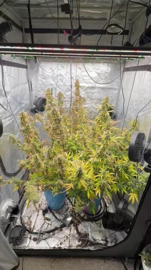 Tropical Popesicle