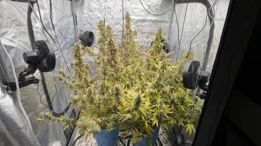 Tropical Popesicle. Week 10