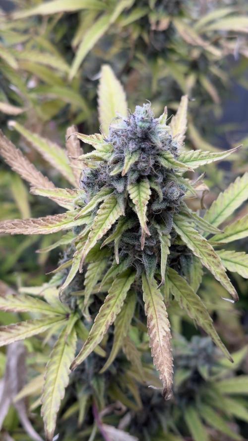 Tropical Popesicle. Week 10