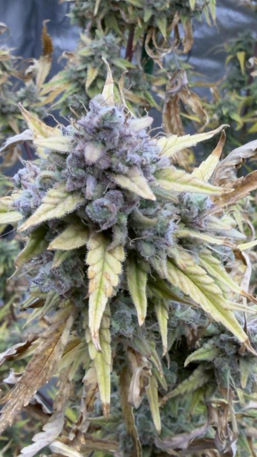 Tropical Popesicle. Week 10