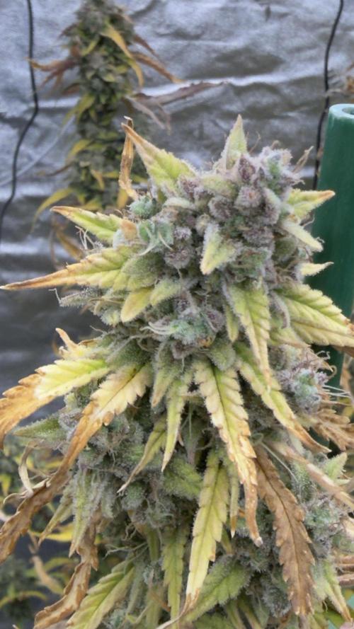 Tropical Popesicle. Week 10