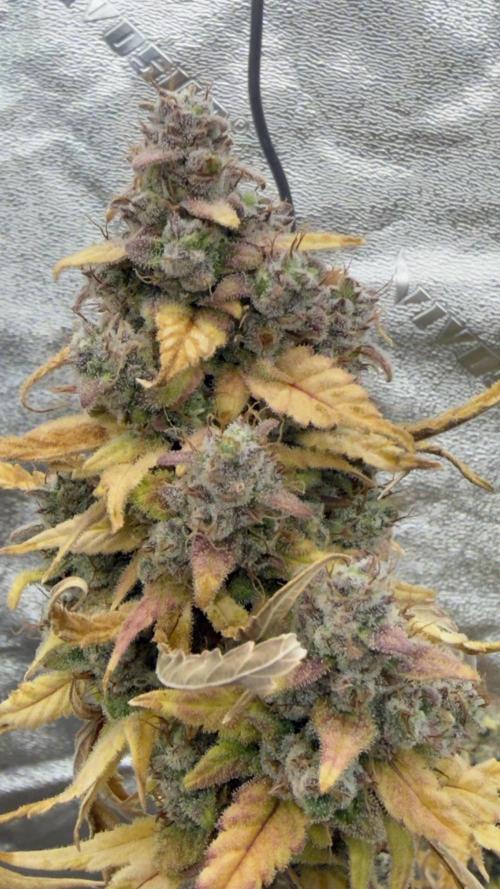 Tropical Popesicle. Week 10