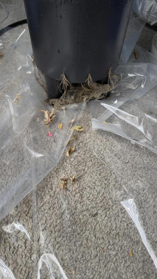 Tropical Popesicle. Week 10