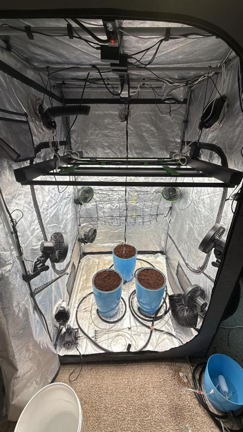 Sugar High Grow 2. Week 0 - tent