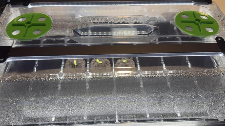 Sugar High Grow 2. Week 0 - Day 1
3/7/2026