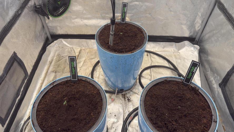 Sugar High Grow 2. Week 0 - Day 2
3/8/2026
In forever home