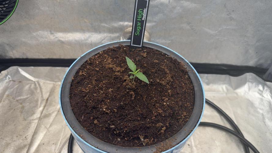 Sugar High Grow 2. Week 1 - Day 7