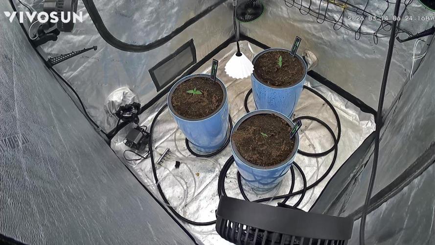 Sugar High Grow 2. Week 1 - Day 7
Grow Cam