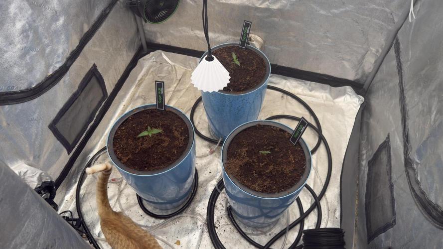 Sugar High Grow 2. Week 1 - Day 7 
Tent