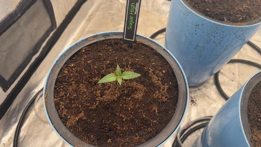 Sugar High Grow 2. Week 1 - Day 7 
